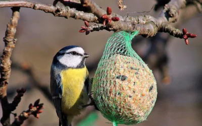 Pro venkovní ptáčky